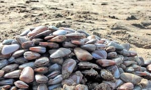 ஒரு வருடம் ஆண்... மறுவருடம் பெண்... உயிரினம்...